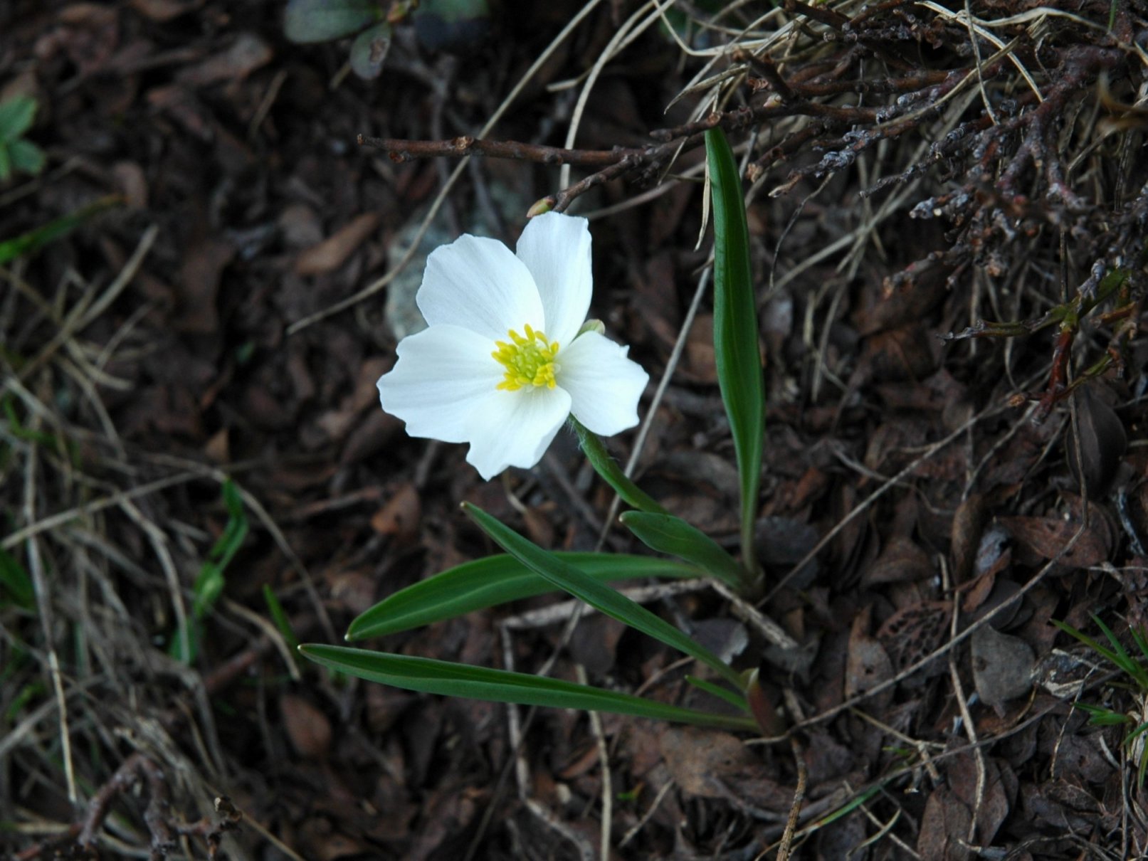 Ranunculus kuepferi